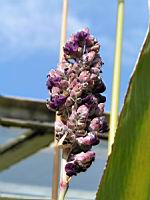 Thalia dealbata (fam. Marantacees) (sud-est USA) (Parc de la tete d'or) (3) (Photo F. Mrugala)